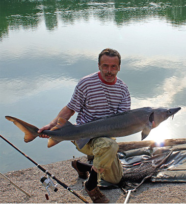 63_Siberian Sturgeon_Acipenser baerii.jpg